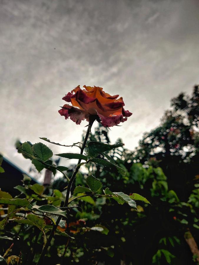 Westernghats Homestay Madikeri Exterior photo