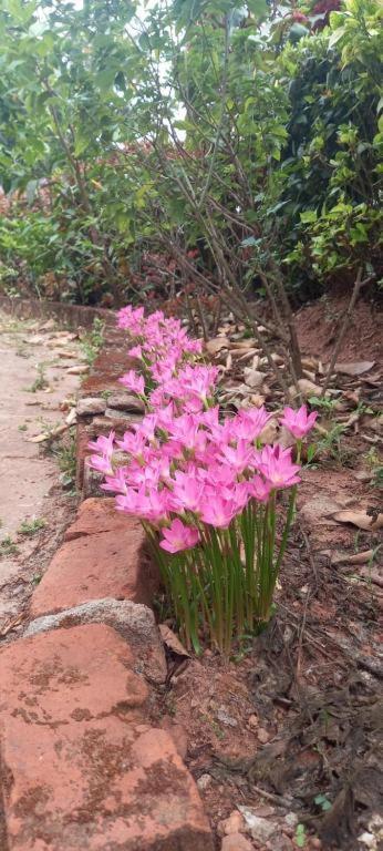 Westernghats Homestay Madikeri Exterior photo